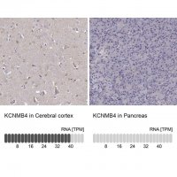 Anti-KCNMB4 antibody produced in rabbit 