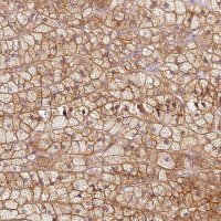 Anti-KCNQ1 antibody produced in rabbit 