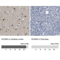Anti-KCNQ5 antibody produced in rabbit