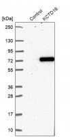 Anti-KCTD16 antibody produced in rabbit 