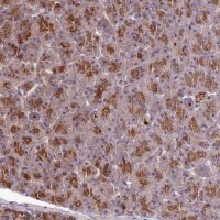 Anti-KCTD16 antibody produced in rabbit 