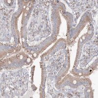 Anti-KCTD6 antibody produced in rabbit