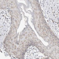 Anti-KDF1 antibody produced in rabbit 