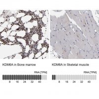 ANTI-KDM6A antibody produced in rabbit 