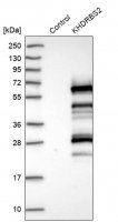 Anti-KHDRBS2 antibody produced in rabbit 