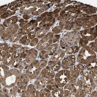 Anti-KIF12 antibody produced in rabbit 