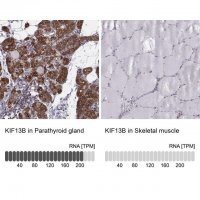 Anti-KIF13B 
