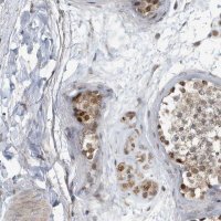 Anti-KIF15 antibody produced in rabbit