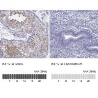 Anti-KIF17 antibody produced in rabbit 