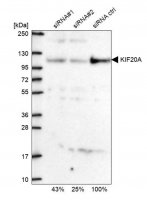 Anti-KIF20A antibody produced in rabbit 