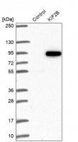 Anti-KIF2B antibody produced in rabbit 