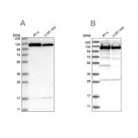 Anti-KIF5B antibody produced in rabbit HPA037589-100UL