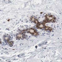 Anti-KIT antibody produced in rabbit