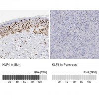 Anti-KLF4 antibody produced in rabbit 