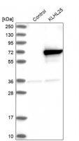 Anti-KLHL25 antibody produced in rabbit 