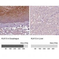 Anti-KLK13 antibody produced in rabbit 