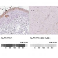 Anti-KLK7 antibody produced in rabbit