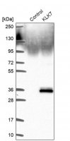 Anti-KLK7 antibody produced in rabbit