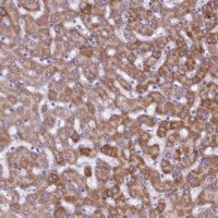 Anti-KMO antibody produced in rabbit 
