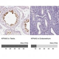 Anti-KPNA5 antibody produced in rabbit 