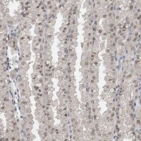 Anti-KPNB1 antibody produced in rabbit HPA029878-100UL