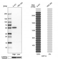 Anti-KRT13 antibody produced in rabbit 