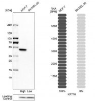 Anti-KRT18 antibody produced in rabbit