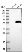 Anti-LACE1 antibody produced in rabbit HPA030659-100UL