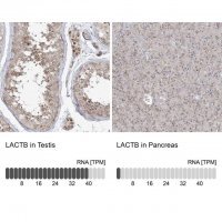 Anti-LACTB antibody produced in rabbit 