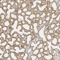 Anti-LALBA antibody produced in rabbit 