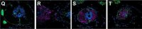 Anti-Laminin antibody produced in rabbit 