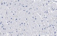 Anti-Laminin B2 Antibody, clone 1B9 ZooMAb� Rabbit Monoclonal 