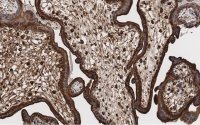 Anti-LAMP-1 Antibody, clone 2E9 ZooMAb� Rabbit Monoclonal 