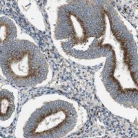 Anti-LAMP1 antibody produced in rabbit 