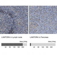 Anti-LAMTOR4 antibody produced in rabbit