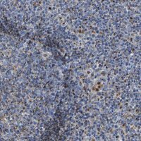 Anti-LAMTOR4 antibody produced in rabbit