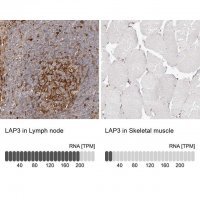 Anti-LAP3 antibody produced in rabbit HPA029606-100UL