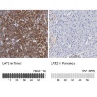Anti-LAT2 antibody produced in rabbit HPA003462-100UL