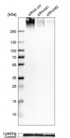 Anti-LBR antibody produced in rabbit 