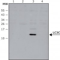 Anti-LC3C antibody produced in rabbit