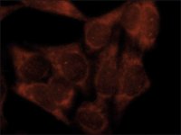 Anti-LC3C antibody produced in rabbit