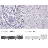 Anti-LCN15 antibody produced in rabbit 