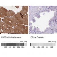 Anti-LDB3 antibody produced in rabbit