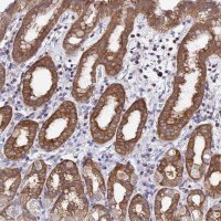 Anti-LENG1 antibody produced in rabbit