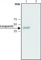 Anti-Leupaxin antibody produced in rabbit 