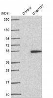 Anti-LEXM antibody produced in rabbit