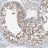 Anti-LEXM antibody produced in rabbit