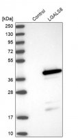 Anti-LGALS8 antibody produced in rabbit