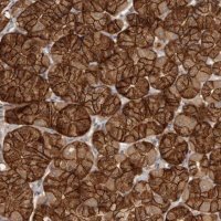 Anti-LGALS8 antibody produced in rabbit