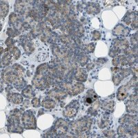 Anti-LGI2 antibody produced in rabbit